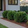 Thuja Occidentalis Hetz Midget Arborvitae