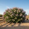 Vitex angus-castus Chastetree
