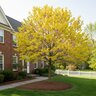 Cercis Canadensis Hearts of Gold Eastern Redbud
