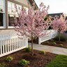 Prunus Persica Bonfire Dwarf Peach