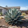Agave ovatifolia Whale's Tongue Agave