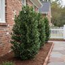 Ilex x Emerald Colonnade Monrovia Holly