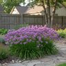 Allium X Millenium Ornamental Onion