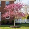 Cercis Canadensis Ruby Falls Weeping Eastern Redbud