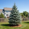 Picea Pungens Baby Blue Colorado Spruce