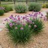 Allium X Millenium Ornamental Onion
