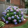 Hydrangea macrophylla Nikko Blue Big Leaf Hydrangea