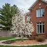 Magnolia Stellata Star Magnolia