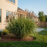 Miscanthus Sinensis Zebrinus Zebra Grass