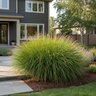 Miscanthus Sinensis Gracillimus Maiden Grass