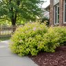 Spiraea Japonica Gold Mound Japanese Spirea