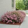 Spiraea japonica Little Princess Japanese Spirea