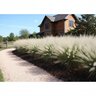 Muhlenbergia Capillaris White Cloud Muhly Grass