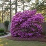 Rhododendron Indica Formosum Lavender Azalea