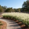 Muhlenbergia Capillaris White Cloud Muhly Grass