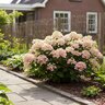 Hydrangea Paniculata Early Evolution
