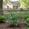 Paeonia Lactiflora Peony