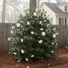 Camellia Japonica Man Size Camellia