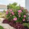 Hibiscus x Summerific Candy Crush Proven Winners Rose Mallow