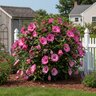 Hibiscus x Summerific Candy Crush Proven Winners Rose Mallow