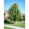 Acer Saccharum Legacy Sugar Maple