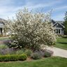 Amelanchier x lamarckii (grandiflora) Autumn Brilliance Apple Serviceberry