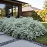 Artemisia X Powis Castle Wormwood