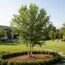 Betula Nigra Dura Heat River Birch