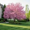 Cercis canadensis Eastern Redbud