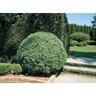 Buxus Sempervirens American Boxwood