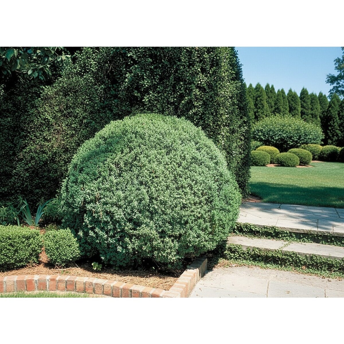 Buxus sempervirens Boxwood | SiteOne US