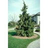 Callitropsis (Chamaecyparis) nootkatensis Pendula Weeping Alaskan Cedar