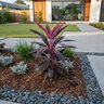 Cordyline Fruticosa Red Sister Ti Plant
