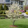 Cornus Florida Cherokee Princess Dogwood