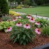 Echinacea Purpurea Magnus Coneflower
