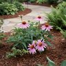 Echinacea Purpurea Magnus Coneflower
