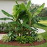 Ensete Ventricosum Maurelii Red Banana