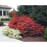 Euonymus Alatus Compactus Dwarf Burning Bush