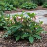 Helleborus Orientalis Lenten Rose