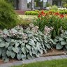 Hosta Halcyon Plantain Lily