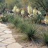 Hesperaloe Funifera False Yucca