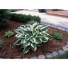 Hosta Patriot Plantain Lily