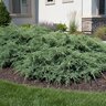 Juniperus X Pfitzeriana Juniper