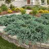 Juniperus Horizontalis Wiltonii Blue Rug Juniper