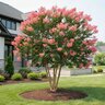 Lagerstroemia indica x fauriei Tuscarora Crape Myrtle