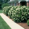 Ligustrum japonicum Japanese Privet