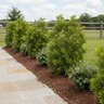 Myrica cerifera Wax Myrtle