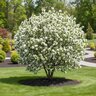 Malus X Spring Snow Crabapple