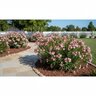 Nerium Oleander Petite Pink Oleander