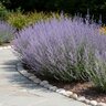 Perovskia Atriplicifolia Russian Sage